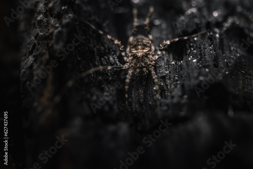 Close-up of a spider
