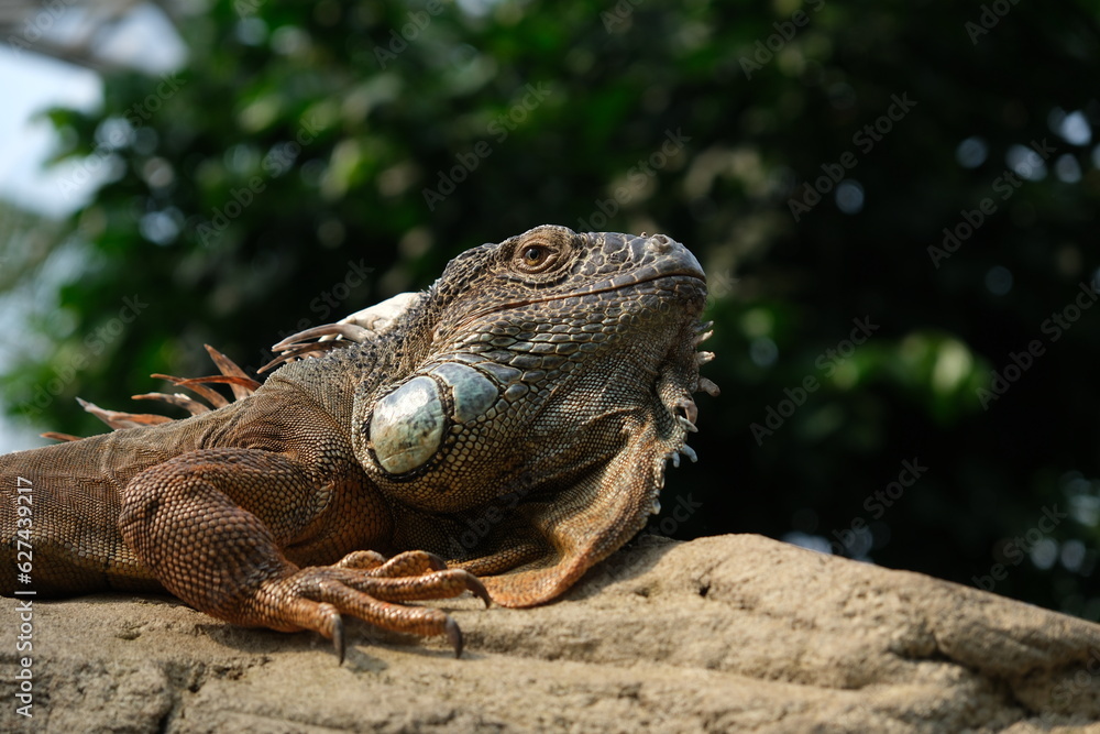 Majestätischer Leguan im Leipziger Zoo Majestätischer Leguan im Leipziger Zoo