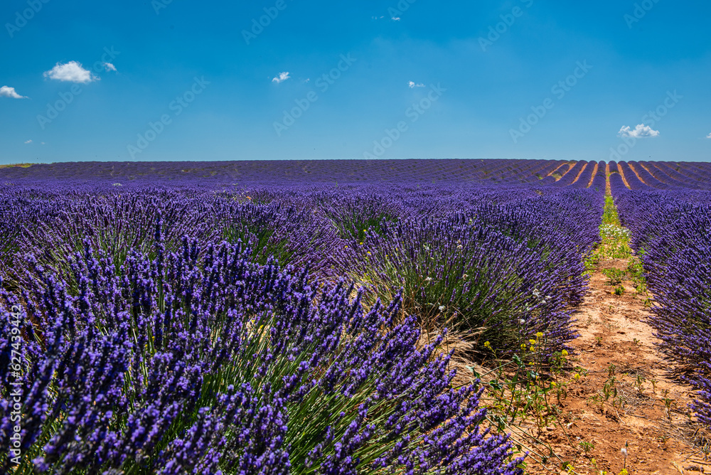 Naklejka premium Looking for the smell of lavender