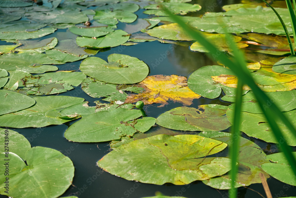 Yellow water lily flowers grow on water. Water lily leaves with small yellow flowers on the surface of the lake. Yellow water lily flowers grow on water. Water lily leaves with small yellow flowers on the surface of the lake.