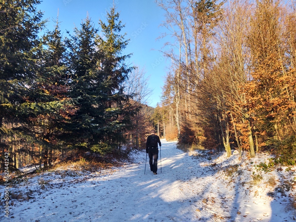 Man or a tourist walking or hiking in the forest in the nature. Man or a tourist walking or hiking in the forest in the nature.