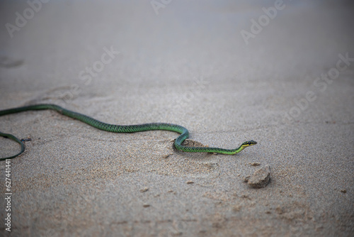 Beautiful green snake on the beach. Dangerous poisonous snake Boomslang.