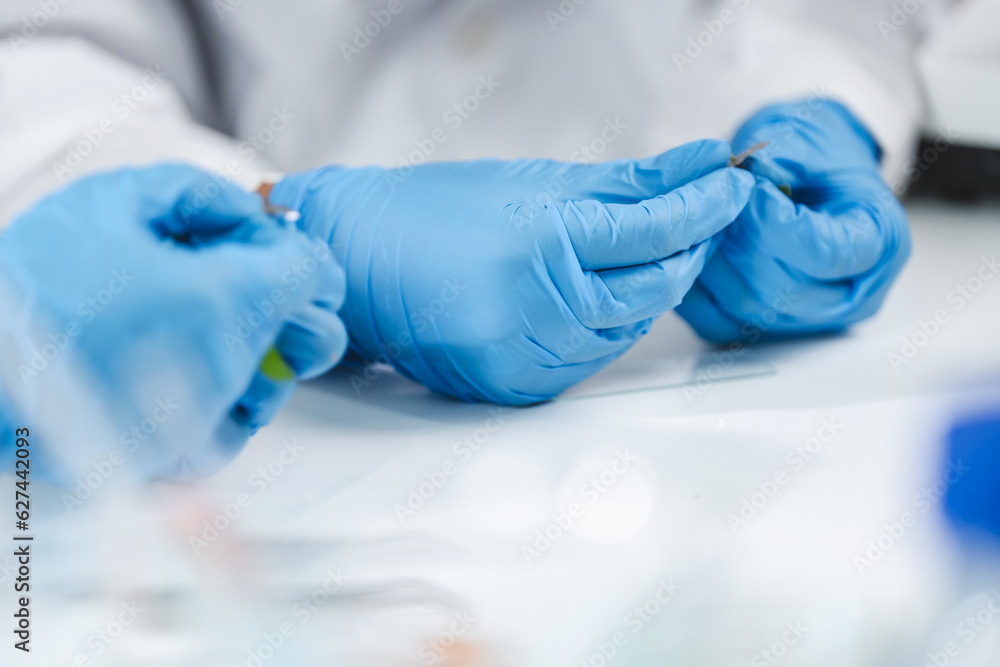Scientist analyzing microscope slide at laboratory. Young woman technician is examining a histological sample, a biopsy in the laboratory of cancer research, Hand in blue glove holding glass histology Scientist analyzing microscope slide at laboratory. Young woman technician is examining a histological sample, a biopsy in the laboratory of cancer research, Hand in blue glove holding glass histology