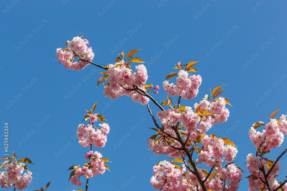 sakura blossom, sakura branches against the blue sky close-up