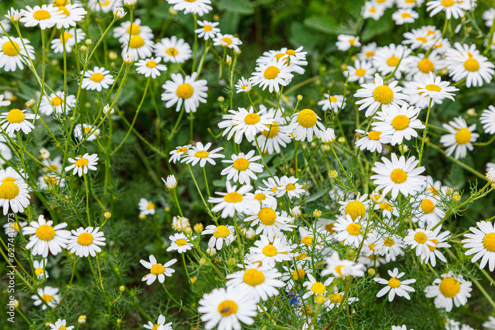 Beautiful summer field of daisies Beautiful summer field of daisies