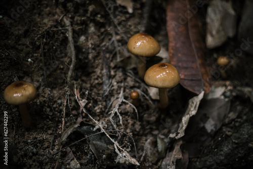 Brown mushrooms grow on the ground. Dirty land. young mushrooms.