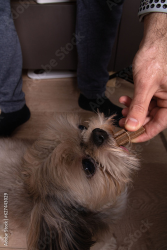 photo of animal Shih Tzu eating a stick dog treat.