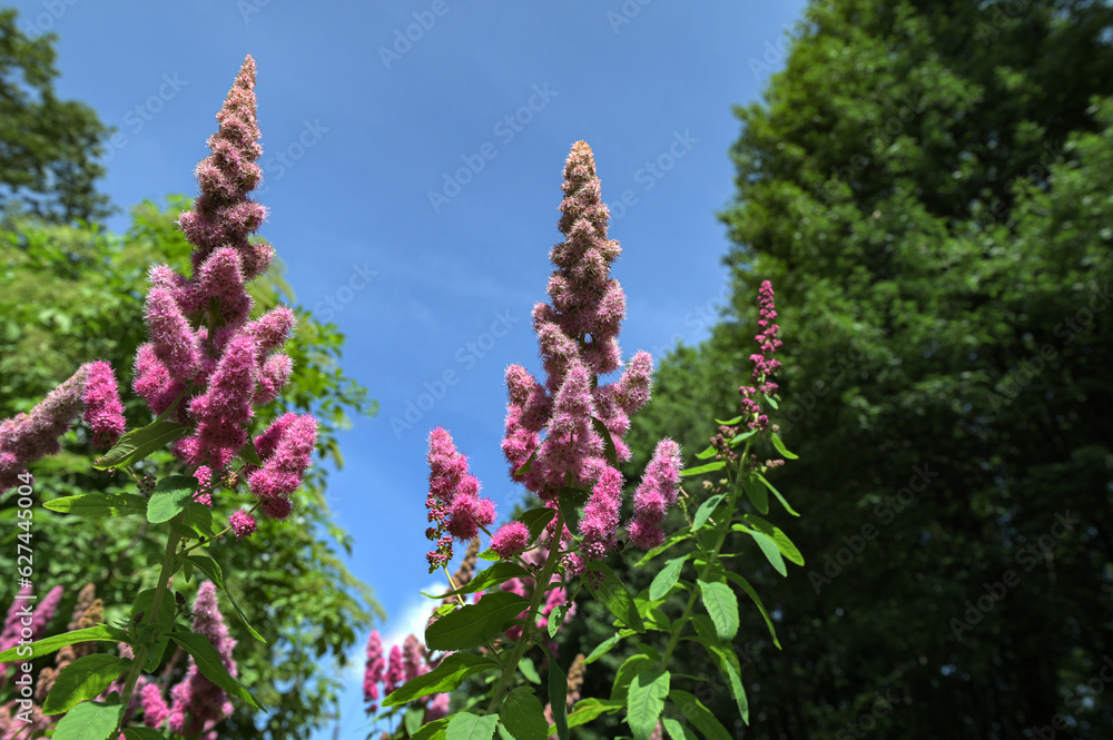 Obraz premium Shrub flower Spiraea billardii summer plant Spirea flowers.