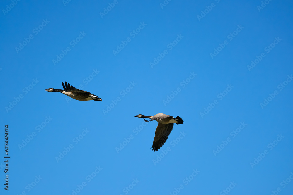 Two beautiful Canadian Geese wings up and wings down