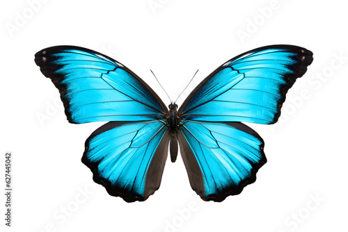 Beautiful color butterfly isolated on a transparent background