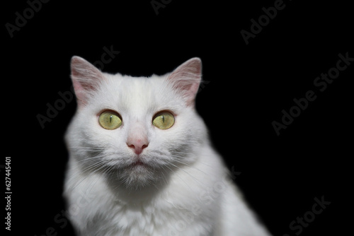 White Turkish Angora cat on a black background.