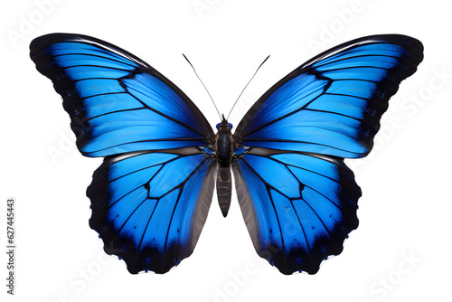 Beautiful color butterfly isolated on a transparent background