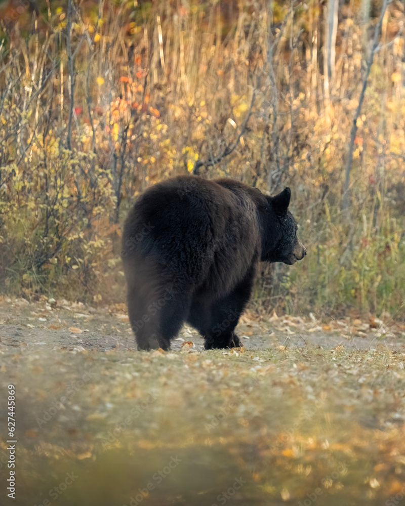Fototapeta premium Black Bear