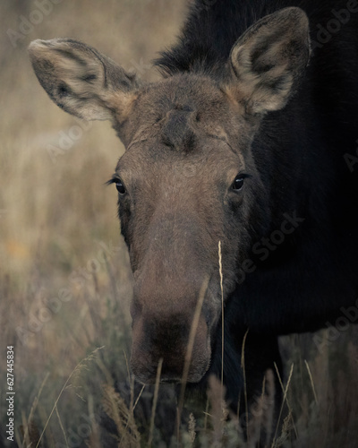 Moose © Andrew