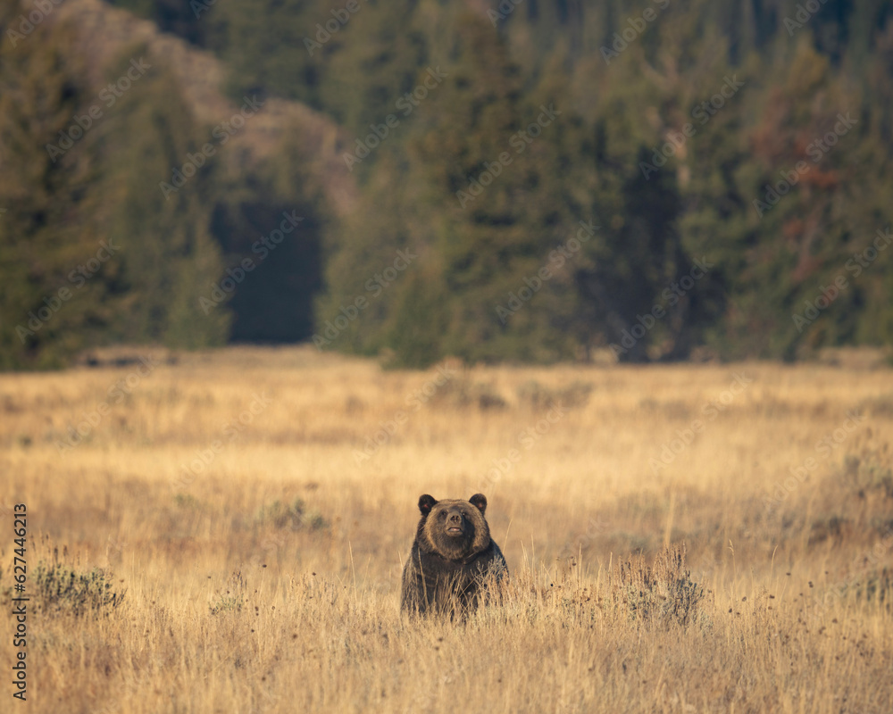 Grizzly Bear in Meadow Grizzly Bear in Meadow