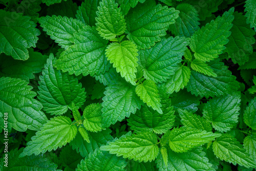 Natural herbal medicine background -  bunch of young common nettle (Urtica dioica) in close-up photo