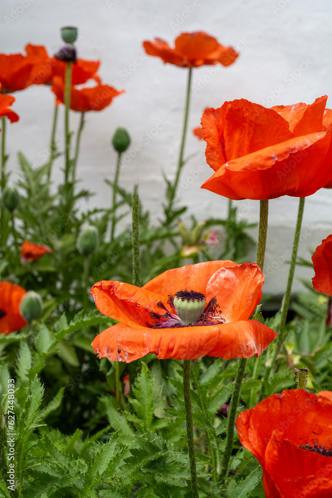Obraz premium Tall red/orange poppies in the the tall grass