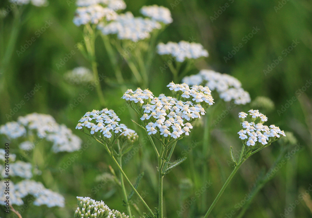 Yarrow (Achillea) blooms naturally in the grass Yarrow (Achillea) blooms naturally in the grass