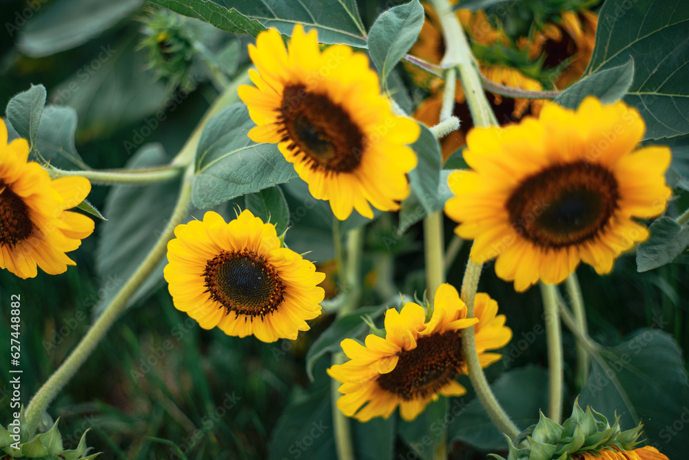 Fototapeta premium Sonnenblumen