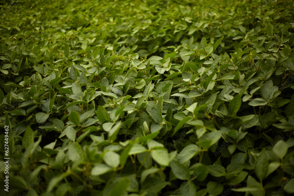 Soybeans. Ripening of soybeans. Soybean field Soybeans. Ripening of soybeans. Soybean field