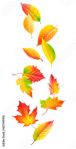 Multicolored autumn leaves falling cut out