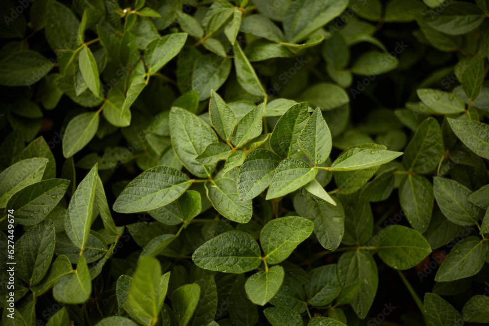 Soybeans. Ripening of soybeans. Soybeans. Ripening of soybeans.