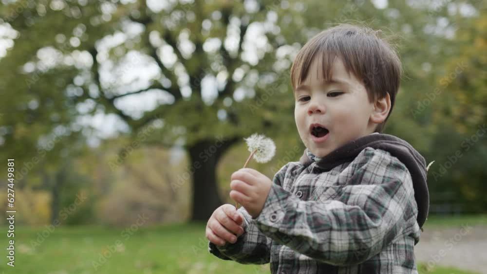 Happy little kid is trying to eat a dandelion. Walk in the autumn park Happy little kid is trying to eat a dandelion. Walk in the autumn park
