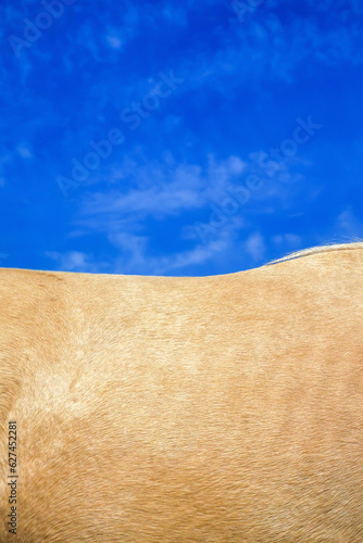 The back of a horse against the sky. Bashkir horse breed. Horse skin, blue neo. Skyline.