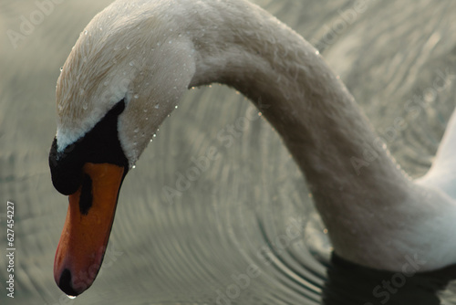 Closeup shot of a swan swimming in the Danube, Vienna