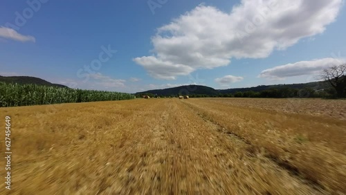 field of wheat
