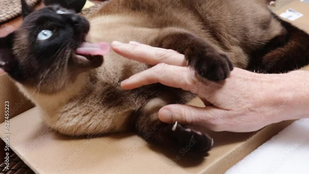Siamese Cat Playing Playful Cute Chewing Biting Hand Fingers Siamese Cat Playing Playful Cute Chewing Biting Hand Fingers