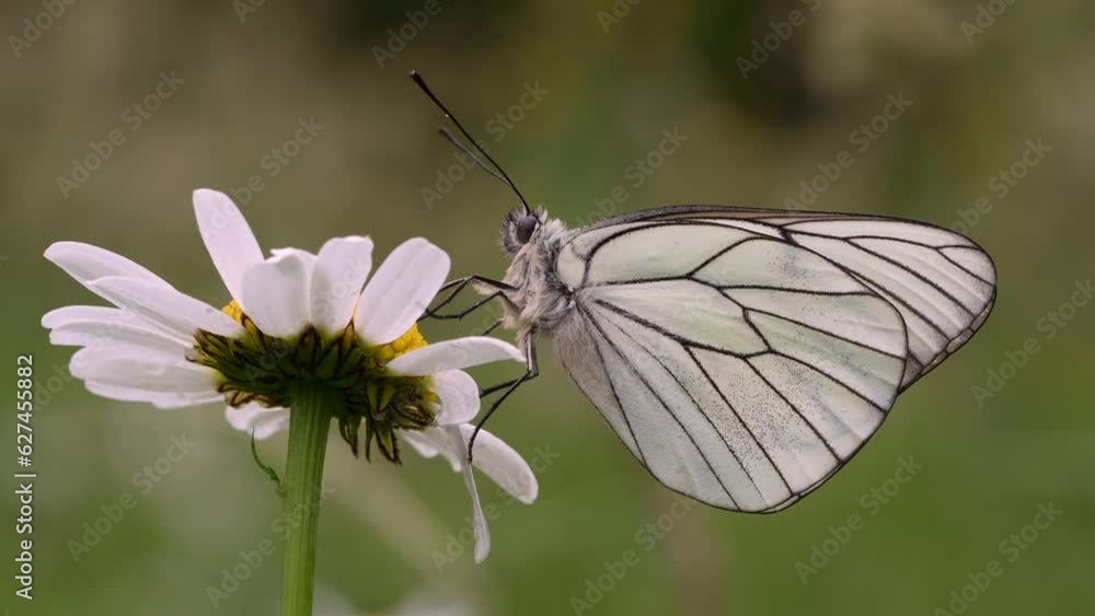 Aporia crataegi. Beautiful white butterfly with black veins also known as the hawthorn white. Aporia crataegi. Beautiful white butterfly with black veins also known as the hawthorn white.