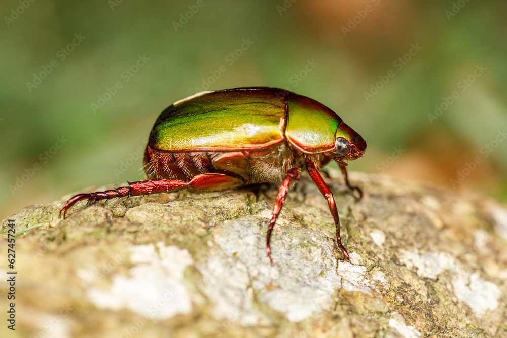 Naklejka premium Side View of Green Chafer Beetle (Anomala sp.)