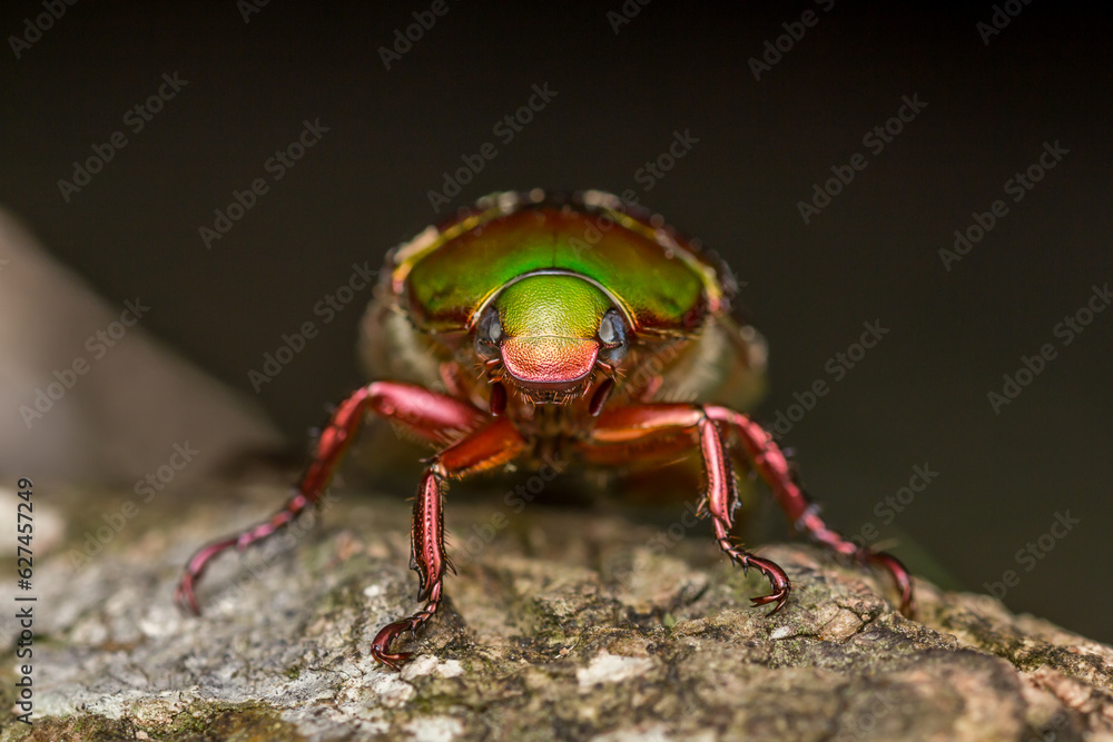 Green Chafer Beetle (Anomala sp.) Facing Camera on Black Background Green Chafer Beetle (Anomala sp.) Facing Camera on Black Background