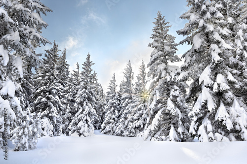Winter landscape in fir tree forest covered snow and sun shines through snow covered spruce. Carpathian mountains