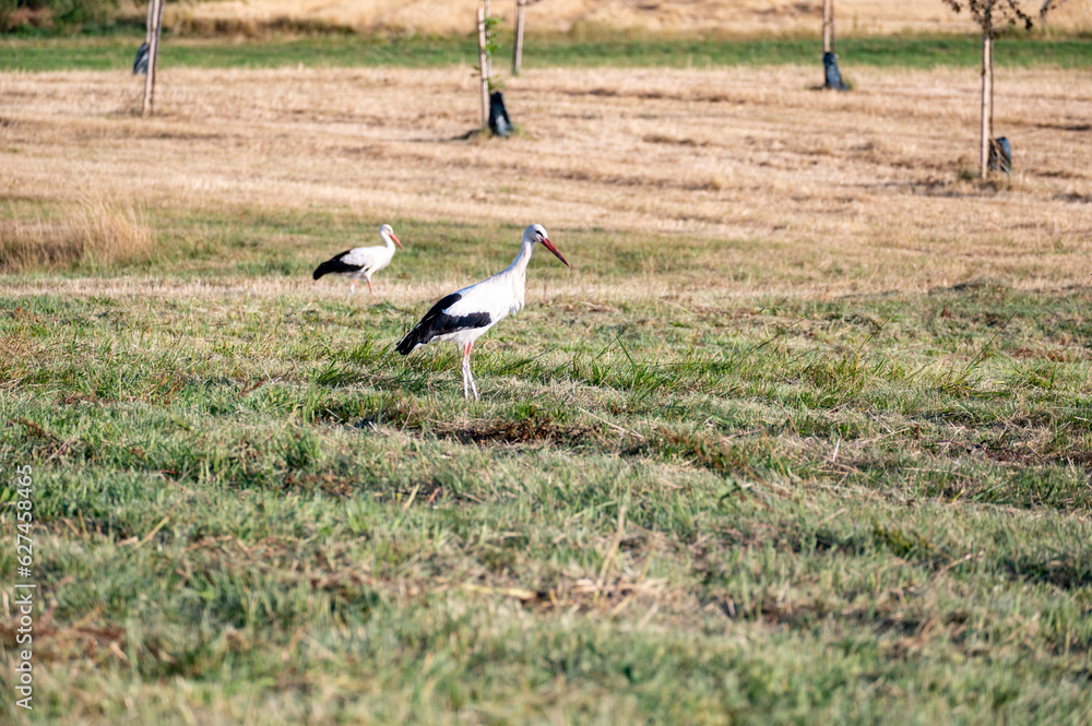 Stork  ( Ciconiidae ) standing in a meadow