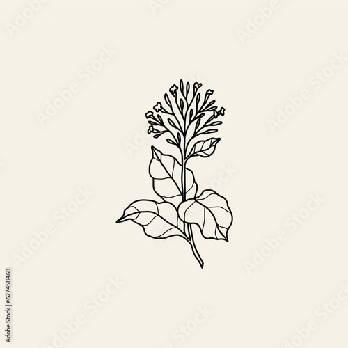 Line art cinchona branch illustration