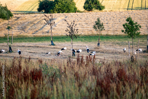 Many storks ( Ciconiidae ) gather in a meadow