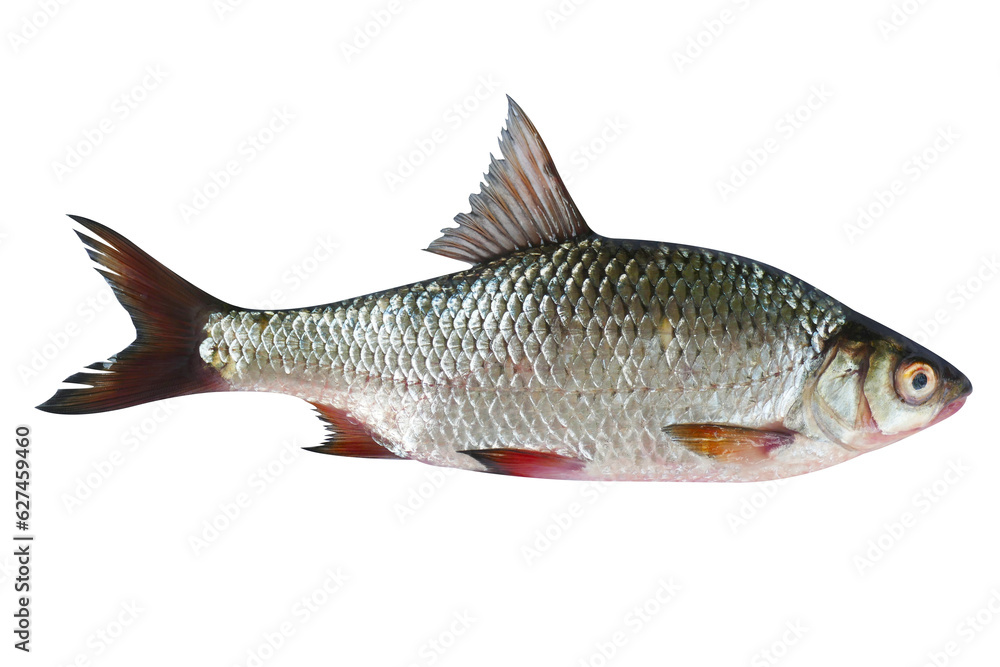 Rutilus heckelii live fish isolated on transparent background. Live fish object for design. Rutilus heckelii live fish isolated on transparent background. Live fish object for design.