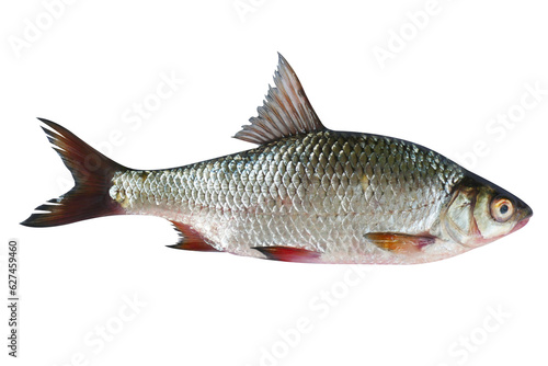 Rutilus heckelii live fish isolated on transparent background. Live fish object for design. 