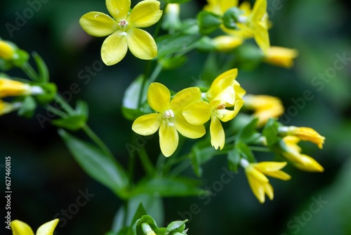 Flowers of Ixanthus viscosus photo