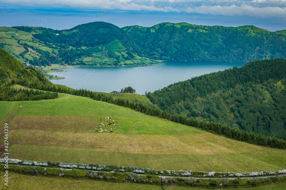 Pasture field next to the road lined with hydrangeas and forest with Sete Cidades Lagoon in background, São Miguel - Azores PORTUGAL