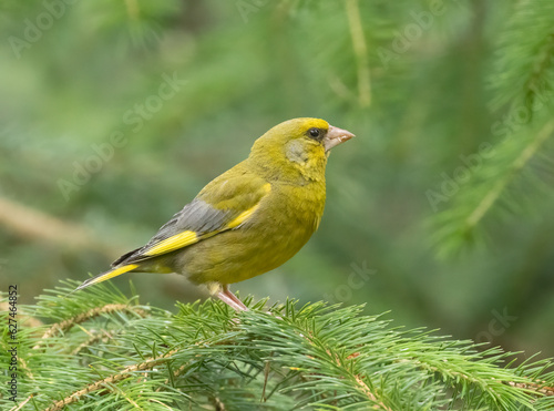 Beautiful brightly coloured greenfinch bird in the woodland