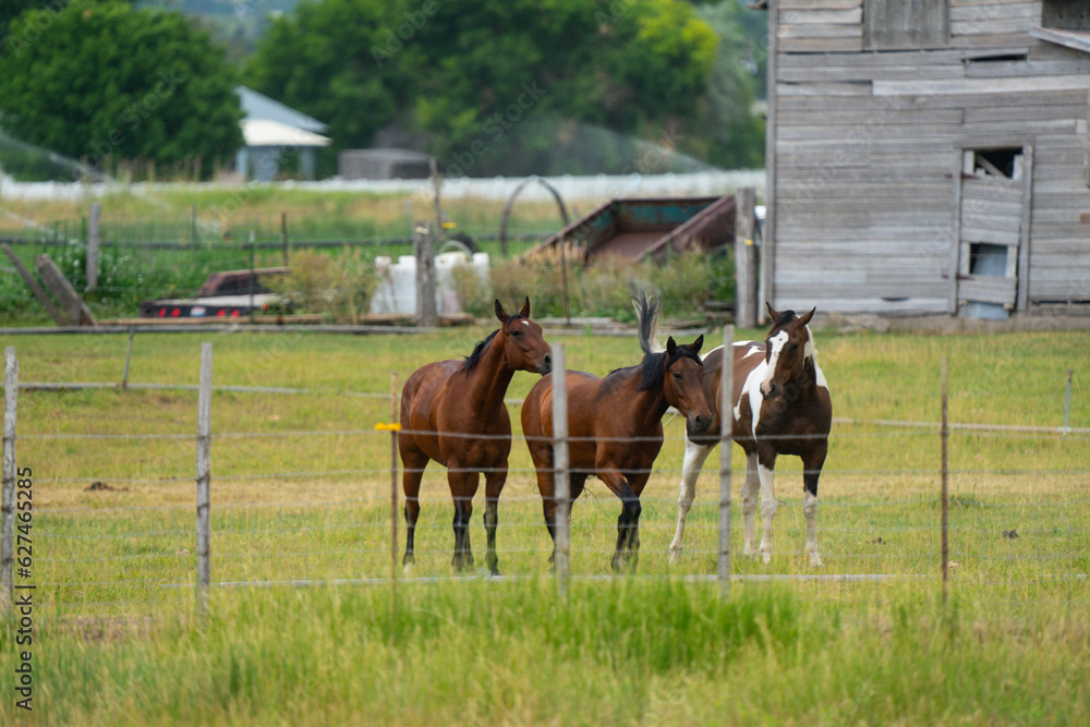 horses standing in country pasture with old barn