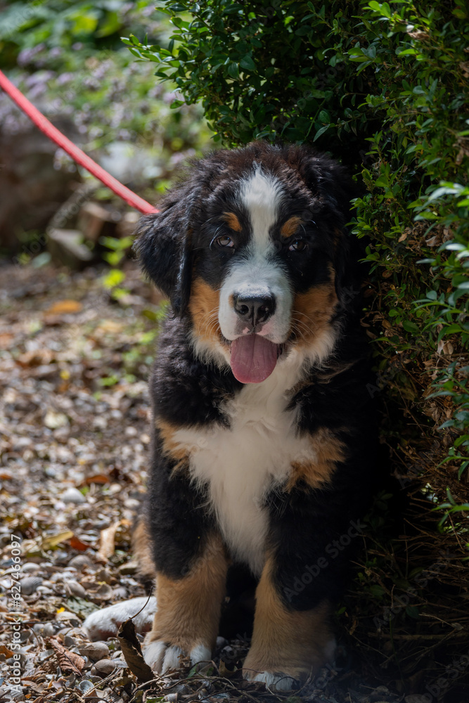 bernese mountain puppy