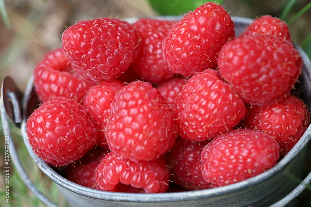 Raspberries in a small bucket, Raspberries in a bowl Raspberries in a small bucket, Raspberries in a bowl