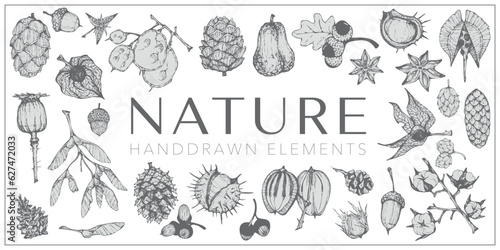 Handdrawn nature elements, Botanical drawings