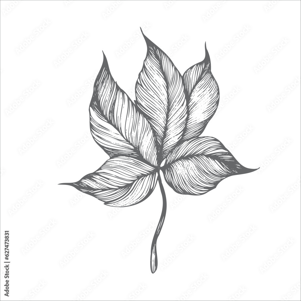 handdrawn leaf illustration, leaf drawing