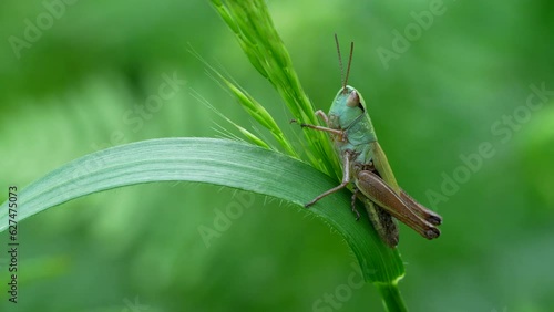 Small grasshopper in a meadow in summer.