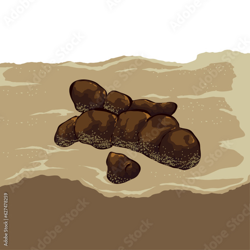 dried cat poop on top of cat litter
